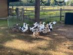 Boere eenden, Meerdere dieren, Eend