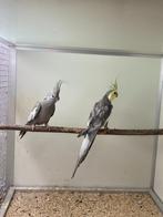 Couples Calopsittes - EDGED, Meerdere dieren, Parkiet, Geringd