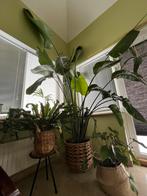 Strelitzia Nicolai XXXXL, Maison & Meubles, Plantes d'intérieur, Plante verte, Enlèvement, 200 cm ou plus