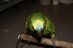 amazone tam, Dieren en Toebehoren, Vogels | Parkieten en Papegaaien, Mannelijk, Papegaai, Tam