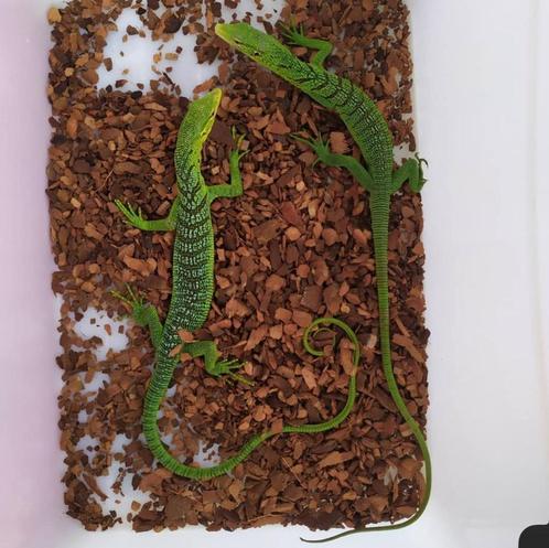 Varan émeraude ( Varanus Prasinus), Animaux & Accessoires, Reptiles & Amphibiens, Lézard, 0 à 2 ans, Avec terrarium