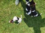 Jack russell tricolor pups van op de boerderij, Dieren en Toebehoren, Honden | Jack Russells en Terriërs, België, Fokker | Hobbymatig