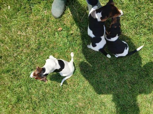 Jack russell tricolor pups van op de boerderij, Dieren en Toebehoren, Honden | Jack Russells en Terriërs, Meerdere dieren, Jack Russell Terriër
