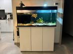 Water schildpad en juwel 180 aquarium, Aquarium d'eau douce rempli, Utilisé, Enlèvement ou Envoi