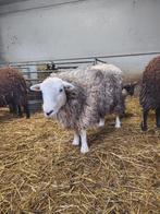 Hedwick ooi, Animaux & Accessoires, Moutons, Chèvres & Cochons, Mouton, Femelle, 3 à 5 ans