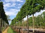 Leibomen in 25 soorten leilinde leiboom geoenblijvend, Leiboom, Lente, 250 tot 400 cm, Ophalen