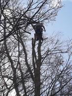 bomen vellen ,zagen, snoeien en hakselen, Tuin en Terras, Brandhout, Ophalen, Takken