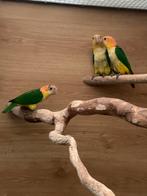 Roestkop caiques, Dieren en Toebehoren, Vogels | Parkieten en Papegaaien, Meerdere dieren, Papegaai, Geringd