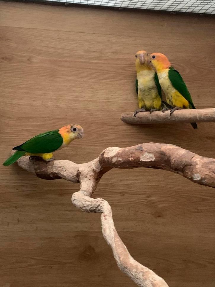 Roestkop caiques, Dieren en Toebehoren, Vogels | Parkieten en Papegaaien, Papegaai, Meerdere dieren, Geringd
