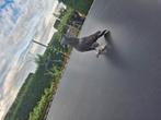 Heel mooie takla duif, Dieren en Toebehoren, Mannelijk, Tuimelaar of Roller