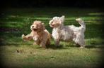 Maltipoo pups, Dieren en Toebehoren, België, Maltezer, Reu, CDV (hondenziekte)