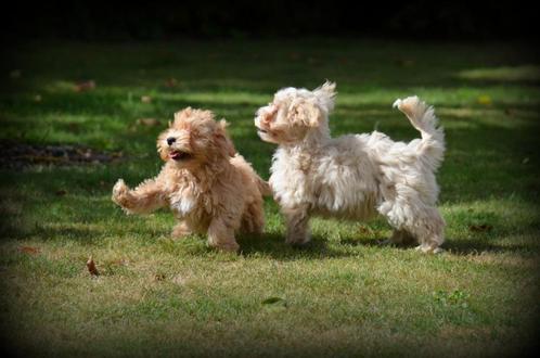 Maltipoo pups, Dieren en Toebehoren, Honden | Chihuahua's en Gezelschapshonden, Reu, Maltezer, Fokker | Professioneel, Meerdere