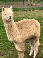 alpaca hengstje geboren juni 2023, Mâle