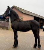 Friese jaarling hengst, Dieren en Toebehoren, Paarden, Hengst