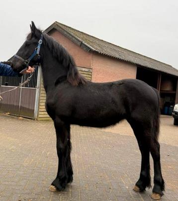 Friese jaarling hengst, Dieren en Toebehoren, Hengst