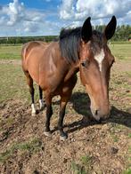 2,5j. Springpaard, Dieren en Toebehoren, Paarden, Springpaard, Gechipt, Ruin, 0 tot 2 jaar