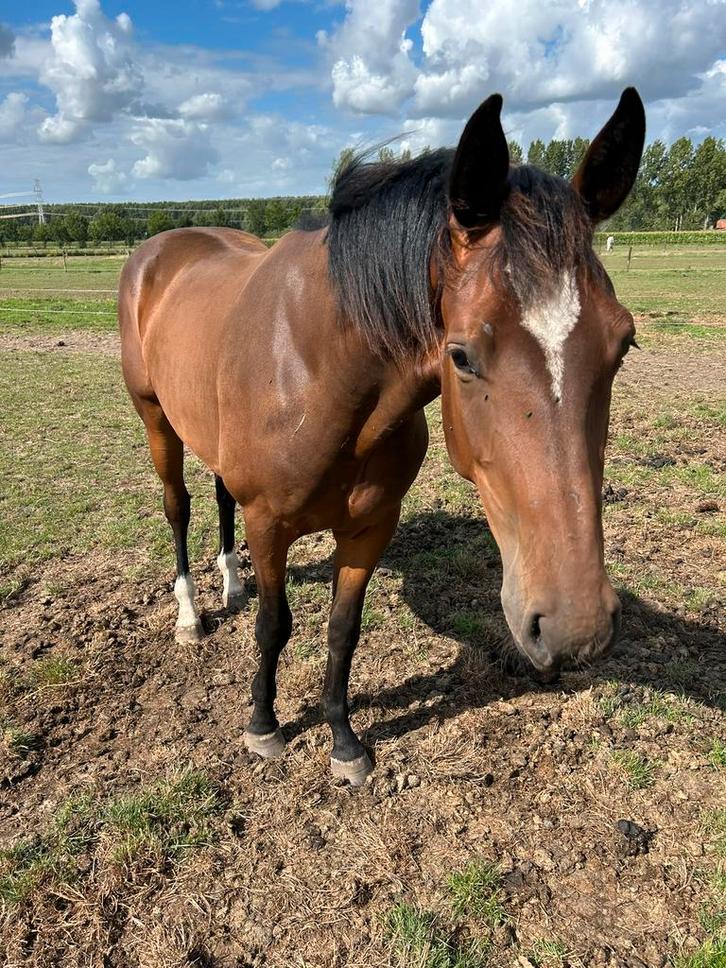 2,5j. Springpaard, Dieren en Toebehoren, Paarden, Ruin, Onbeleerd, 0 tot 2 jaar, Springpaard, Met stamboom, Gechipt, Ontwormd