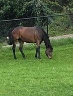 2 draagmerries, Dieren en Toebehoren, Paarden, Merrie