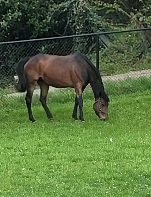 2 draagmerries, Dieren en Toebehoren, Paarden, Merrie