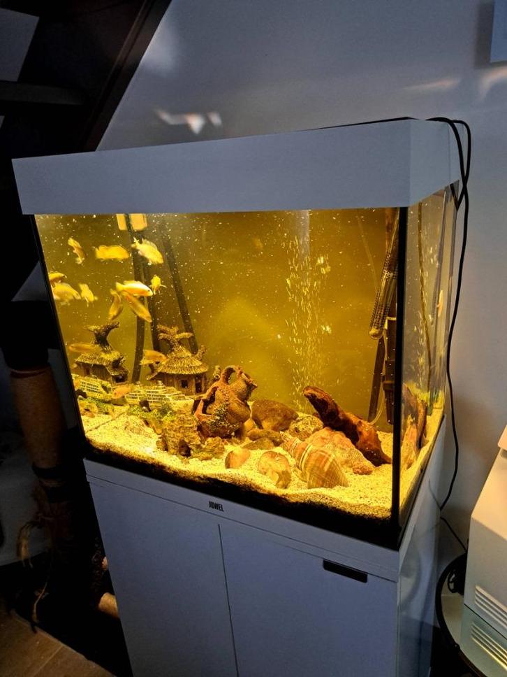 Poissons Malawi, Dieren en Toebehoren, Vissen | Aquariumvissen, Zoetwatervis, Vis