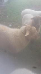 Mouton à vendre, Animaux & Accessoires, Mâle, Mouton, 0 à 2 ans