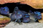 Malawi melanochromis maingano, Poisson, Poisson d'eau douce