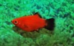 Hobbyaquarium Platy / XIPH MAC Red Wagtail, Vis, Zoetwatervis