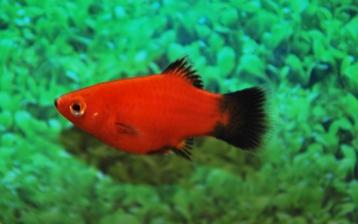 Hobbyaquarium Platy / XIPH MAC Red Wagtail beschikbaar voor biedingen