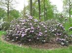 GEZOCHT: Volgroeide rhododendron, Ophalen of Verzenden, Struik, Rhododendron