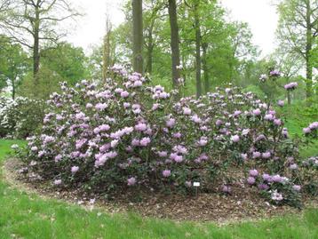 GEZOCHT: Volgroeide rhododendron