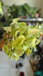 Epipremnum snow queen, Ophalen