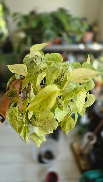 Epipremnum snow queen beschikbaar voor biedingen