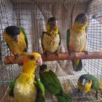 Jonge tamme Zwartkop en Roestkop-caique`s / papegaaien., Geslacht onbekend, Papegaai, Geringd