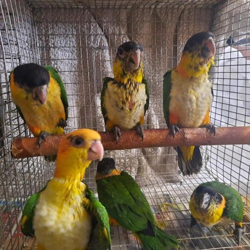 Jonge tamme Zwartkop en Roestkop-caique`s / papegaaien., Dieren en Toebehoren, Vogels | Parkieten en Papegaaien, Papegaai, Geslacht onbekend