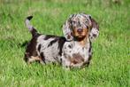 Teckel pups te koop