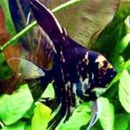 Pterophyllum scalare marble, Dieren en Toebehoren, Vissen | Aquariumvissen