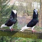 oud hollandse capucijn duiven, Dieren en Toebehoren, Meerdere dieren, Overige soorten