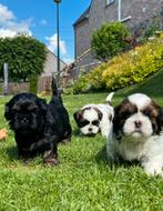 Shih Tzu pups, CDV (hondenziekte), Meerdere, 8 tot 15 weken, Meerdere dieren