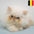 Himalaya Kat - Prachtige kittens te koop, Gechipt, Meerdere dieren, 0 tot 2 jaar