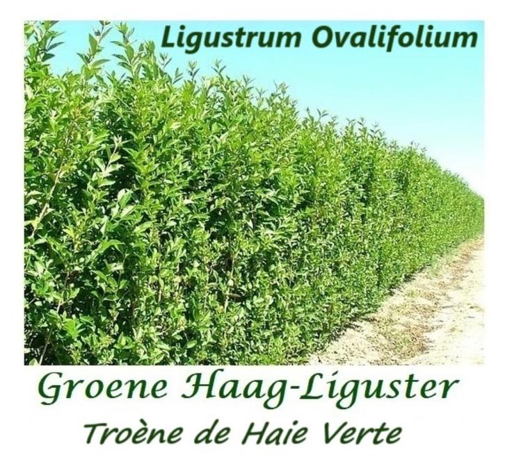 GROENE HAAGLIGUSTER: oa 1,20 - 1,5 meter : 1,80 €/stuk, Tuin en Terras, Planten | Struiken en Hagen, Haag, Liguster, 100 tot 250 cm