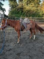 3 jarige quarter merrie, Dieren en Toebehoren, Paarden, Merrie, Minder dan 160 cm, Zadelmak, 3 tot 6 jaar