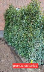 Haagplanten aan stuntprijzen !, Tuin en Terras, Planten | Struiken en Hagen, Ophalen, Taxus