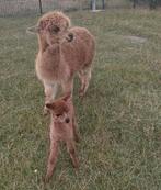 Alpaca merrieveulen