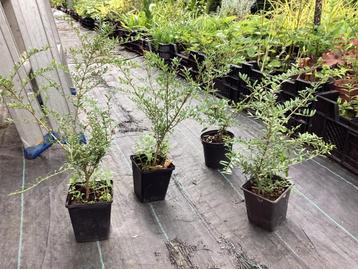 Ilex crenata  “green hedge” beschikbaar voor biedingen