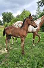 Mooi, groot paint merrieveulen, Dieren en Toebehoren, Merrie, Gechipt, 0 tot 2 jaar