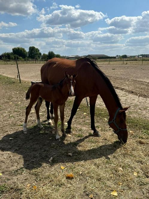 Zangersheide merrie, Dieren en Toebehoren, Paarden, Merrie, L, 160 tot 165 cm, 11 jaar of ouder