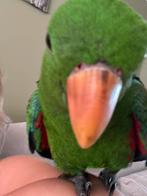 Edelpapegaai vrouwtje gezocht, Dieren en Toebehoren, Tam