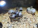 kleurmuisjes, Meerdere dieren, Muis