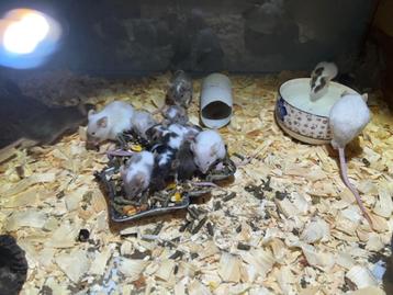 kleurmuisjes, Plusieurs animaux, Souris