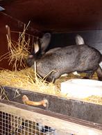 Jonge konijnen, Dieren en Toebehoren, Konijnen, Geslacht onbekend